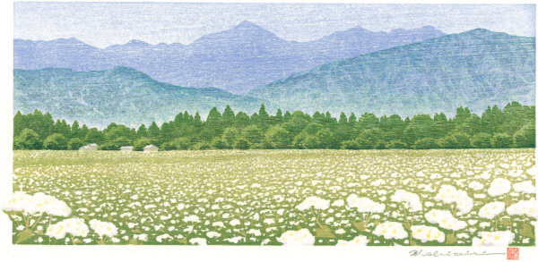 蕎麦の花咲く頃（安曇野／豊科／田甫）常念岳